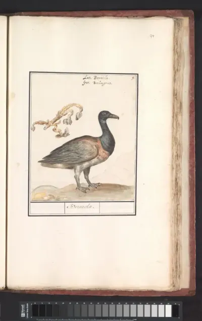 Rotgans (Branta bernicla)