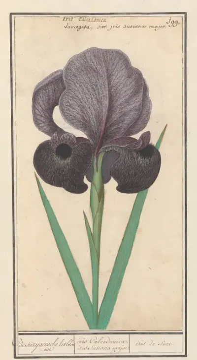 Rouw iris (Iris susiana)