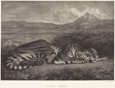 Royal Tiger (Tigre Royal)