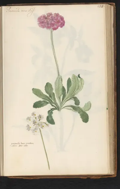 Roze en witte sleutelbloem (Primula veris)
