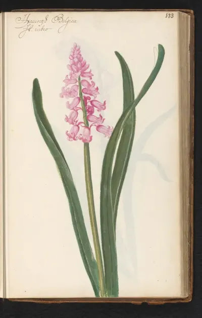 Roze hyacint (Hyacinthus orientalis)