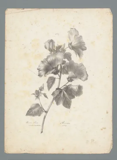 Roze kaasjeskruid