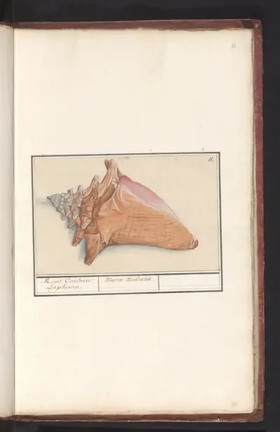 Roze vleugelhoorn (Strombus gigas)
