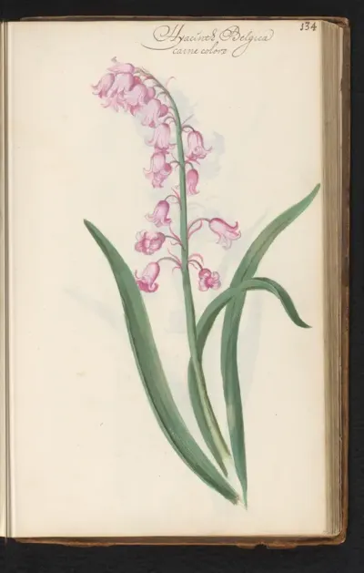Roze wilde hyacint (Hyacinthoides non-scripta)