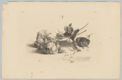 Rozen en vergeet-mij-nietje