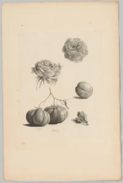 Rozen, tomaten, abrikoos en schelp