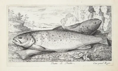 Ørred (Trutta)
