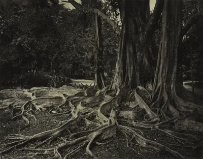Rubber Tree, Assam, India (Ficus Elastica)