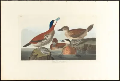 Ruddy Duck