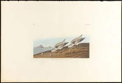 Ruddy Plover