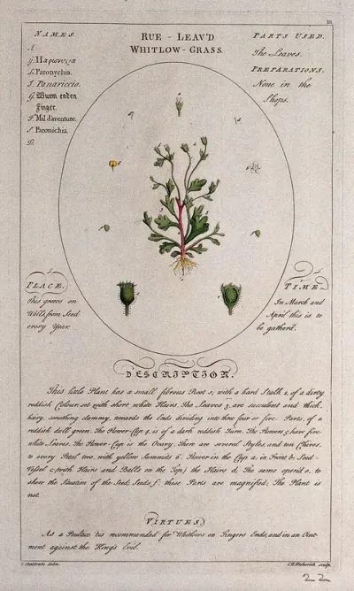 Rue-leaved whitlow grass (Paronychia serpyllifolia DC.): entire flowering plant with separate floral segments and a description of the plant and its uses