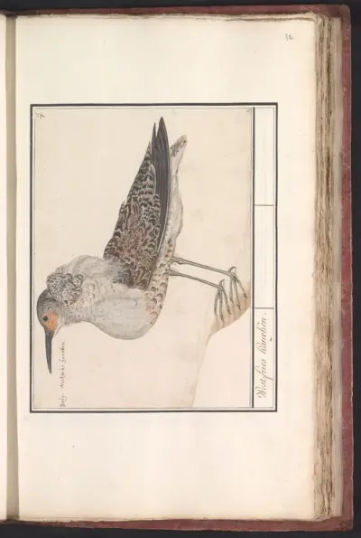 Ruff (Calidris pugnax)