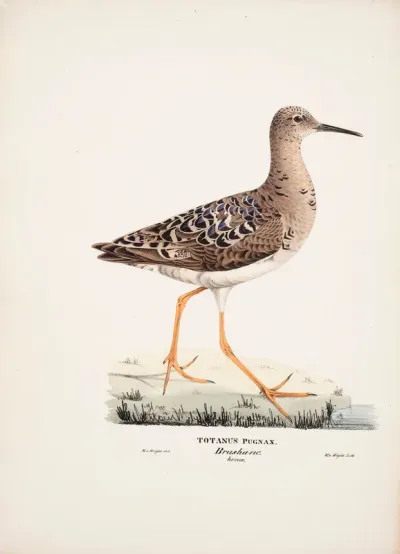 Ruff, Female