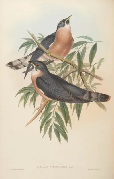 Rufous-bellied Cuckoo