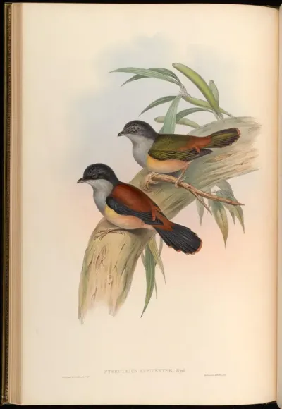 Rufous-bellied Pteruthius