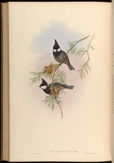 Rufous-bellied Tit