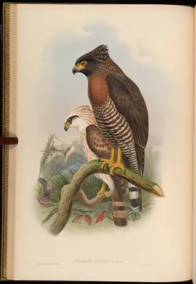 Rufous-breasted Spilornis