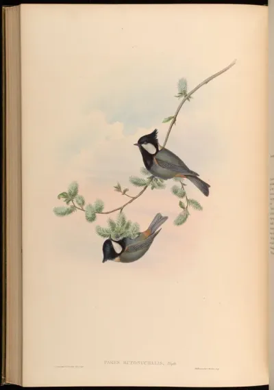 Rufous-naped Tit