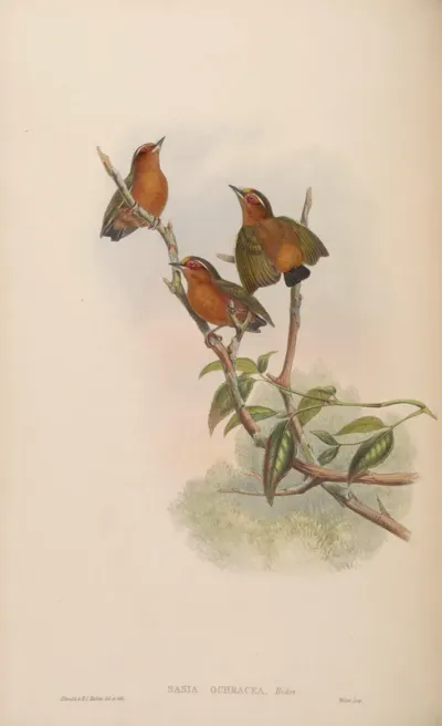 Rufous Piculet