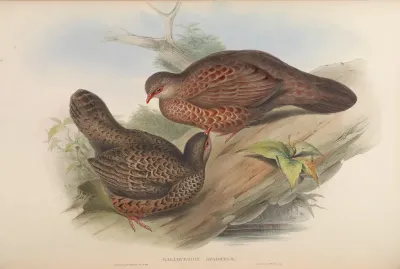 Rufous Spur-Fowl