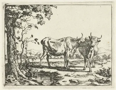 Runderen en varkens