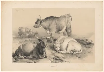 Runderen in een landschap