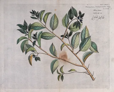 Runeala Plum (Flacourtia cataphracta Roxb.): branch with leaves