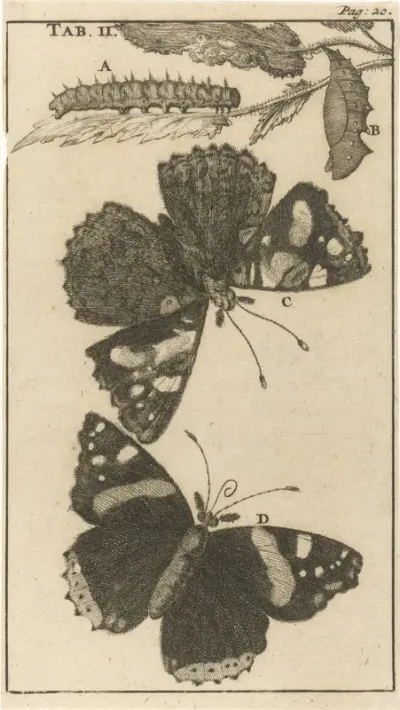 Rupsen, poppen en vlinders II