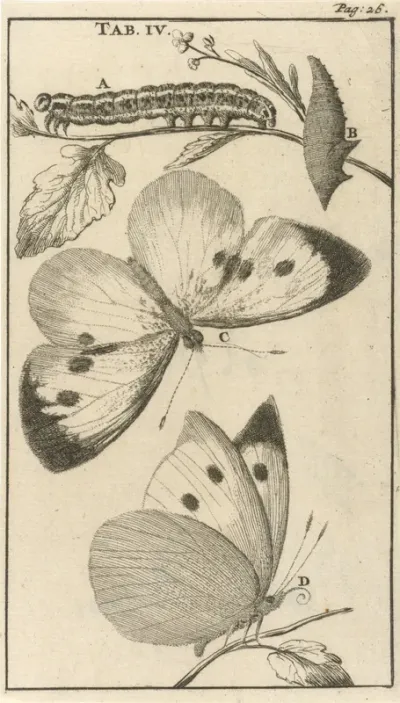 Rupsen, poppen en vlinders IV