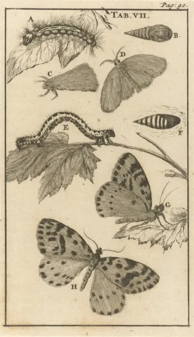 Rupsen, poppen en vlinders VII