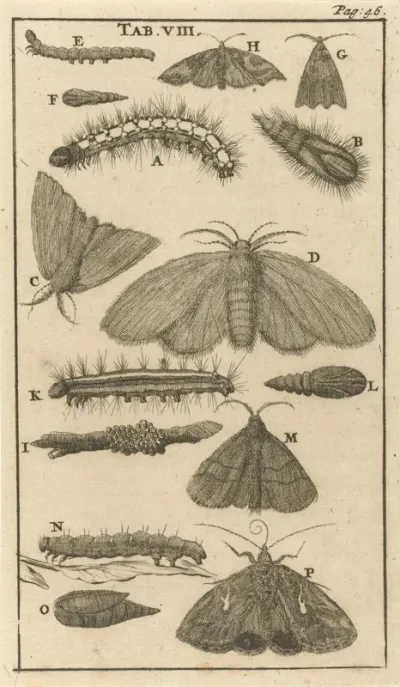 Rupsen, poppen en vlinders VIII