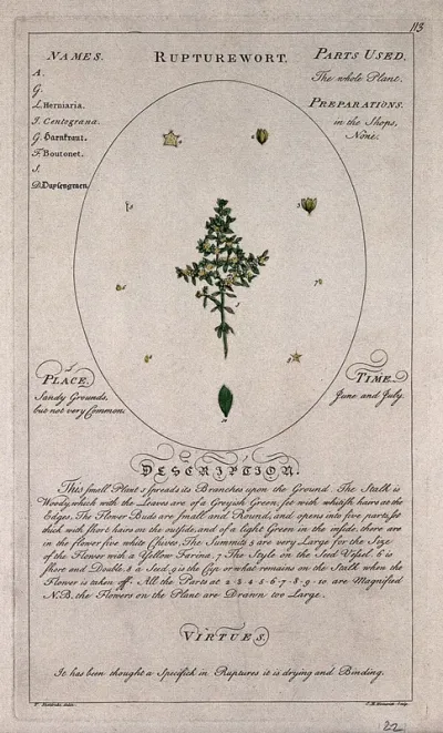 Rupturewort or herniary (Herniaria glabra L.): flowering stem with separate leaf and floral segments and a description of the plant and its uses