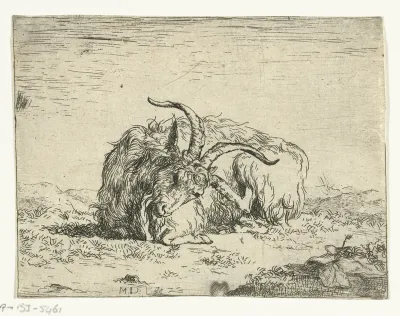 Rustende bok, poot bij oor
