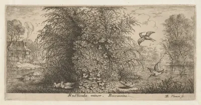 Rusticula minor, Beccassine (The Snipe), from "Livre d'Oyseaux" (Book of Birds)