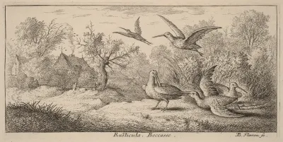Rusticula, The Woodcock