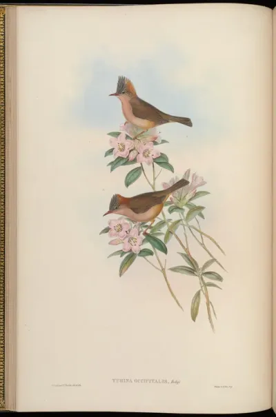 Rusty-naped Yuhina
