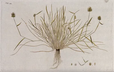 Rye (Secale sp.): entire flowering plant with separate flower, fruit and seed