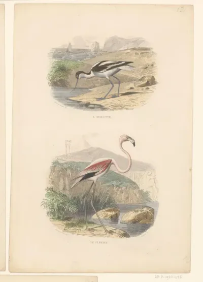 Sabelbek en flamingo