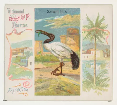 Sacred Ibis, from Birds of the Tropics series (N38) for Allen & Ginter Cigarettes