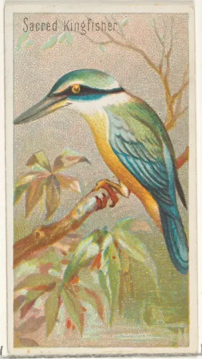 Sacred Kingfisher, from the Birds of the Tropics series (N5) for Allen & Ginter Cigarettes Brands