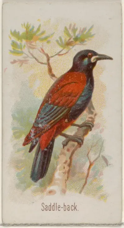 Saddle-back, from the Song Birds of the World series (N23) for Allen & Ginter Cigarettes