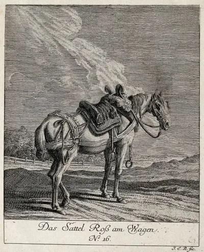 Saddle horse standing in a field
