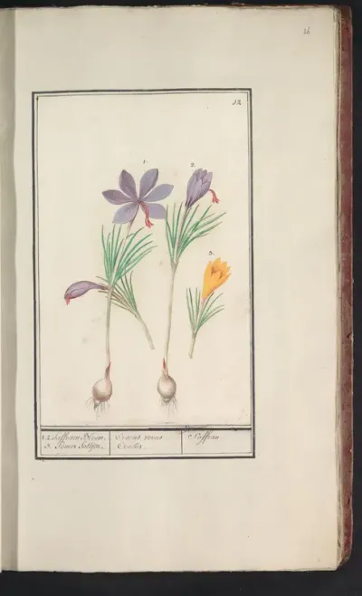 Saffraankrokus (Crocus sativus) en gele krokus (Crocus)