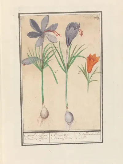 Saffraankrokus (Crocus sativus)
