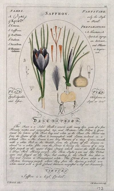 Saffron crocus (Crocus sativus L.): flowering stem with separate floral segments and bulb and a description of the plant and its uses