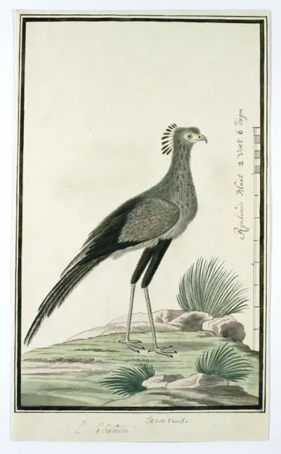 Sagittarius serpentarius (Secretarisvogel)