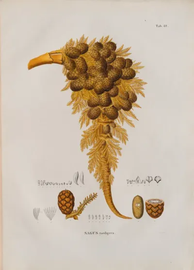Sagus taedigera