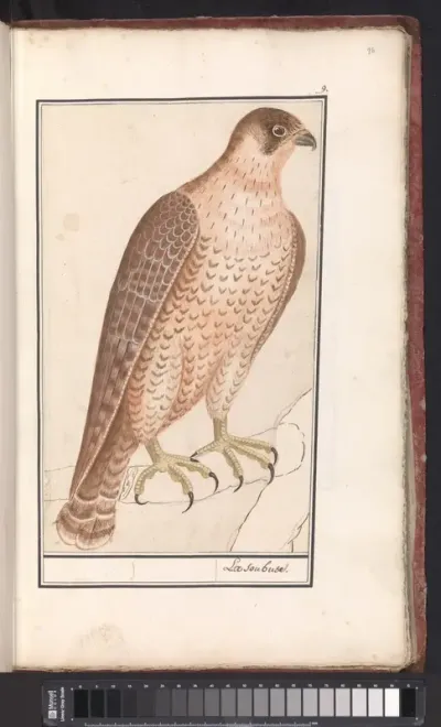 Sakervalk (Falco cherrug) (?)