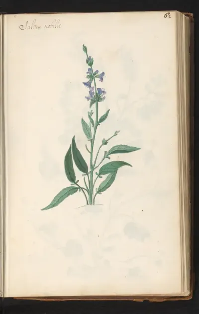 Salie (Salvia officinalis)