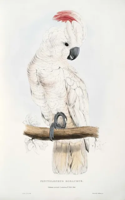 Salmon Crested Cockatoo